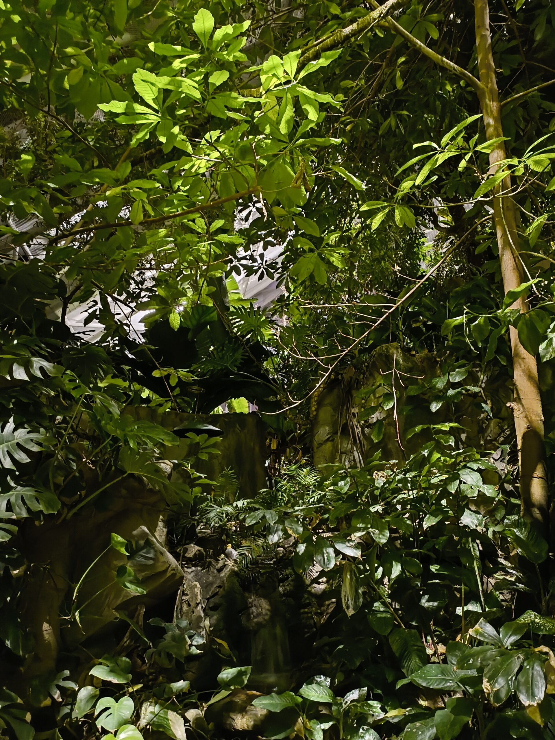 CMF Phone 1 rainforest low light