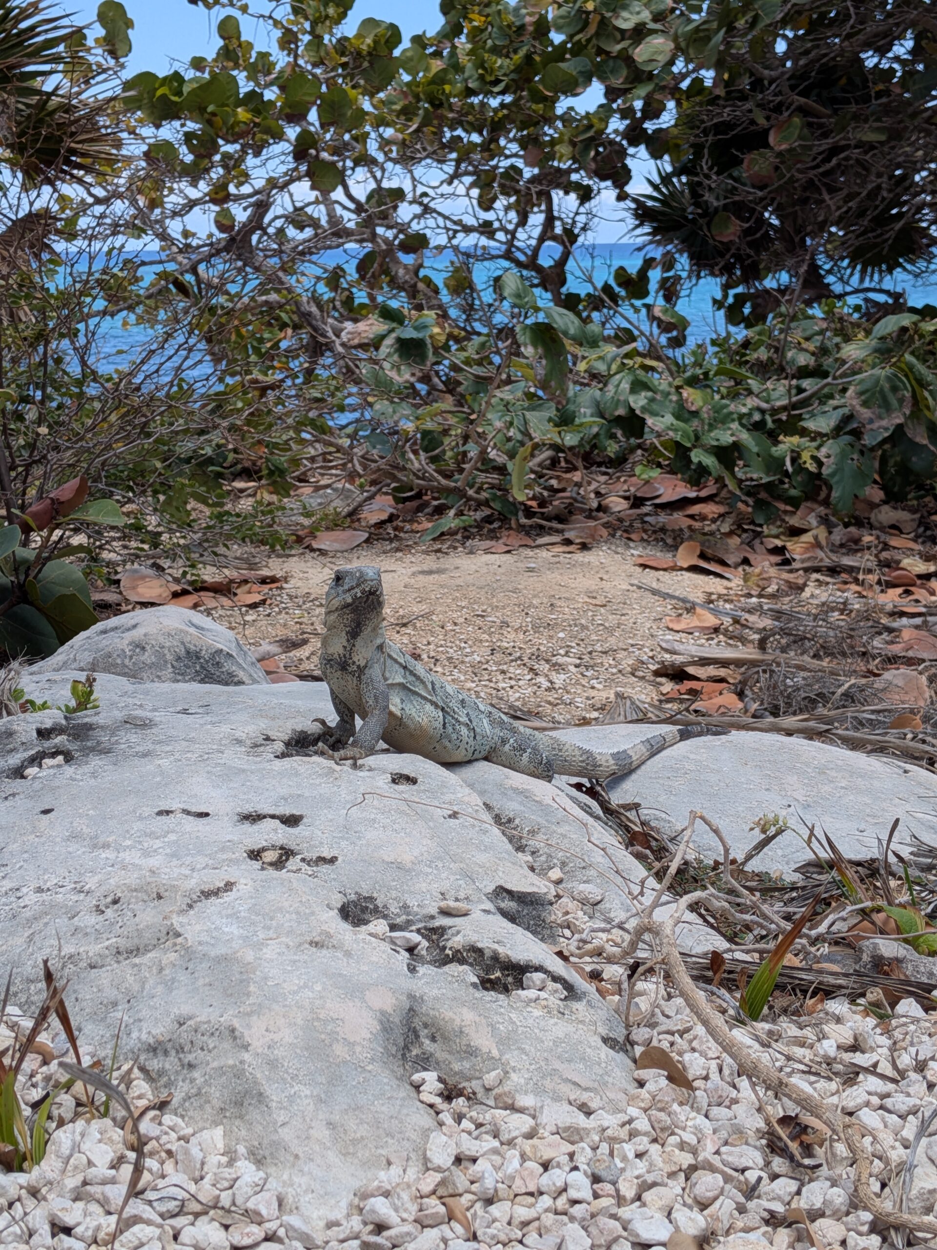 Google Pixel 9a another lizard 2x zoom