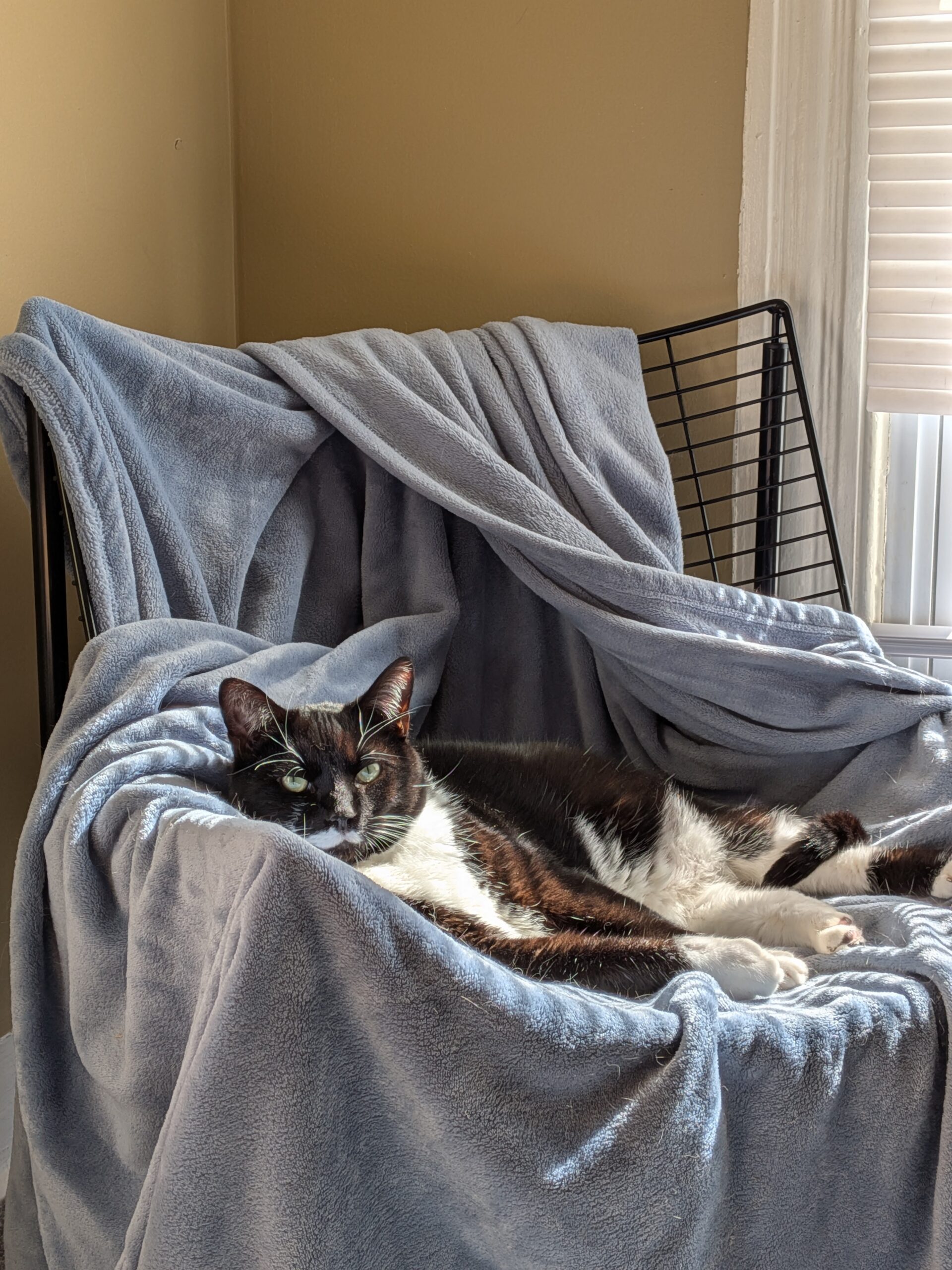 Google Pixel 9a cat in chair 2x zoom