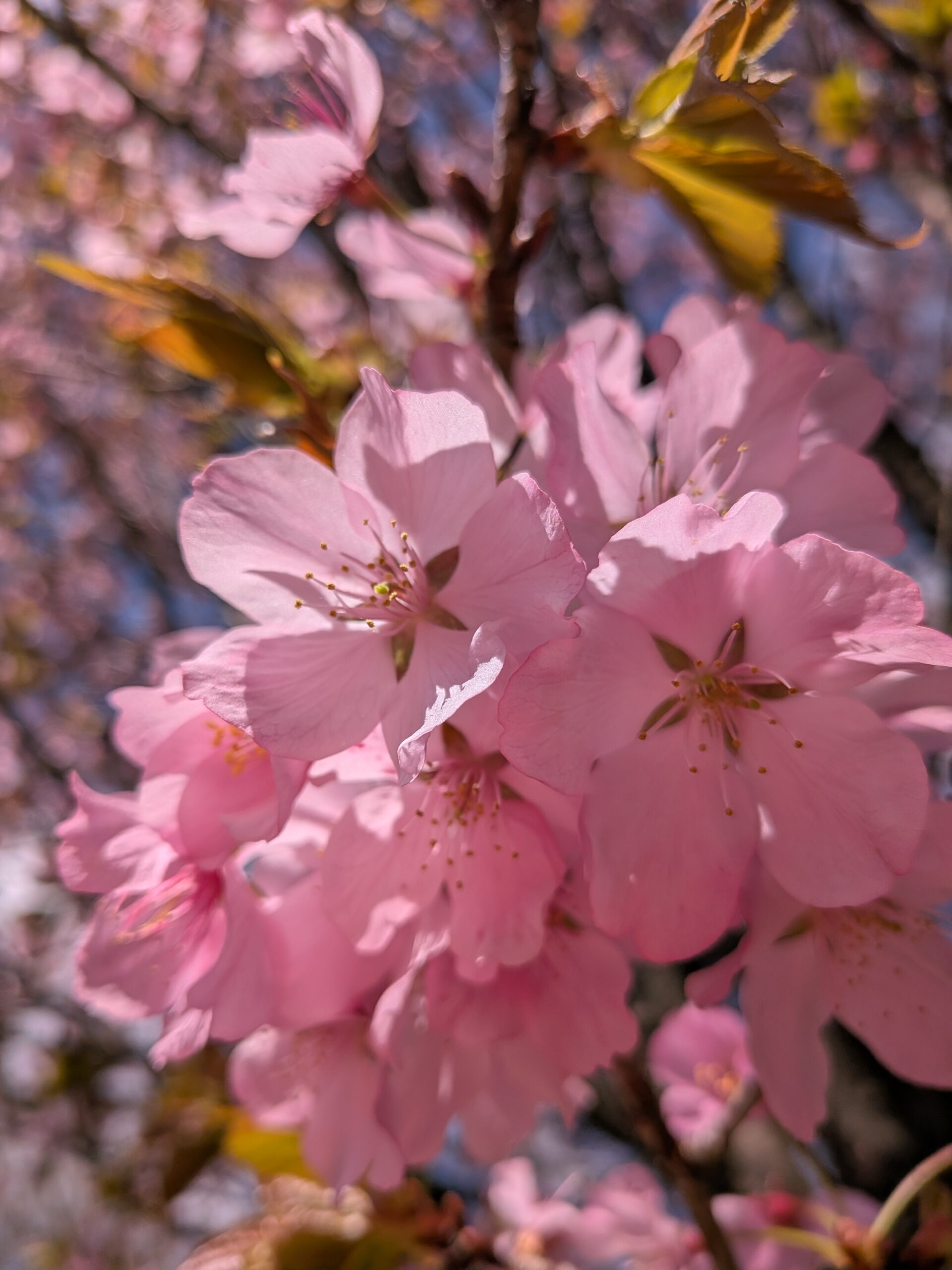 Google Pixel 9a cherry blossom macro