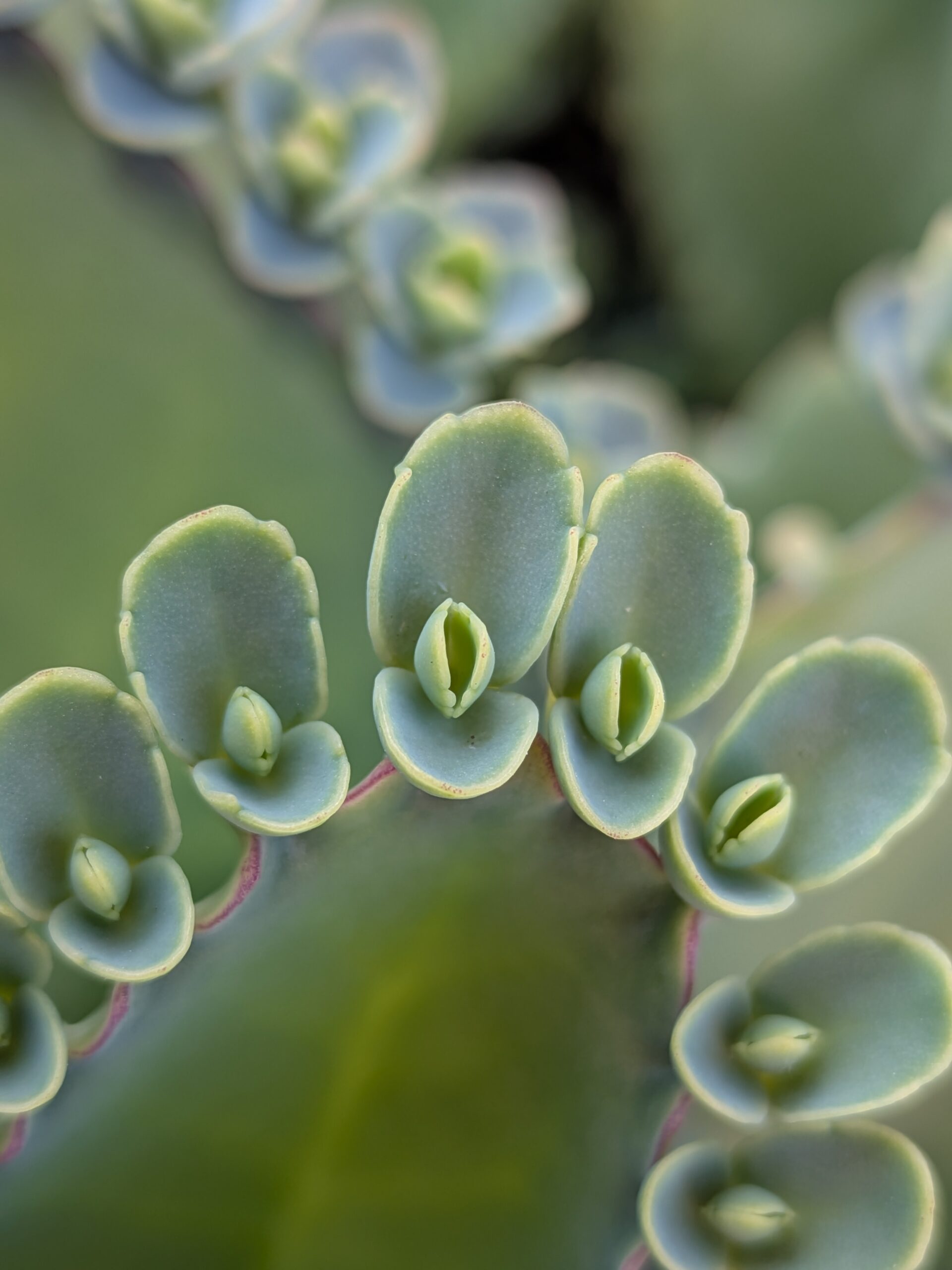 Google Pixel 9a green buds 2x macro