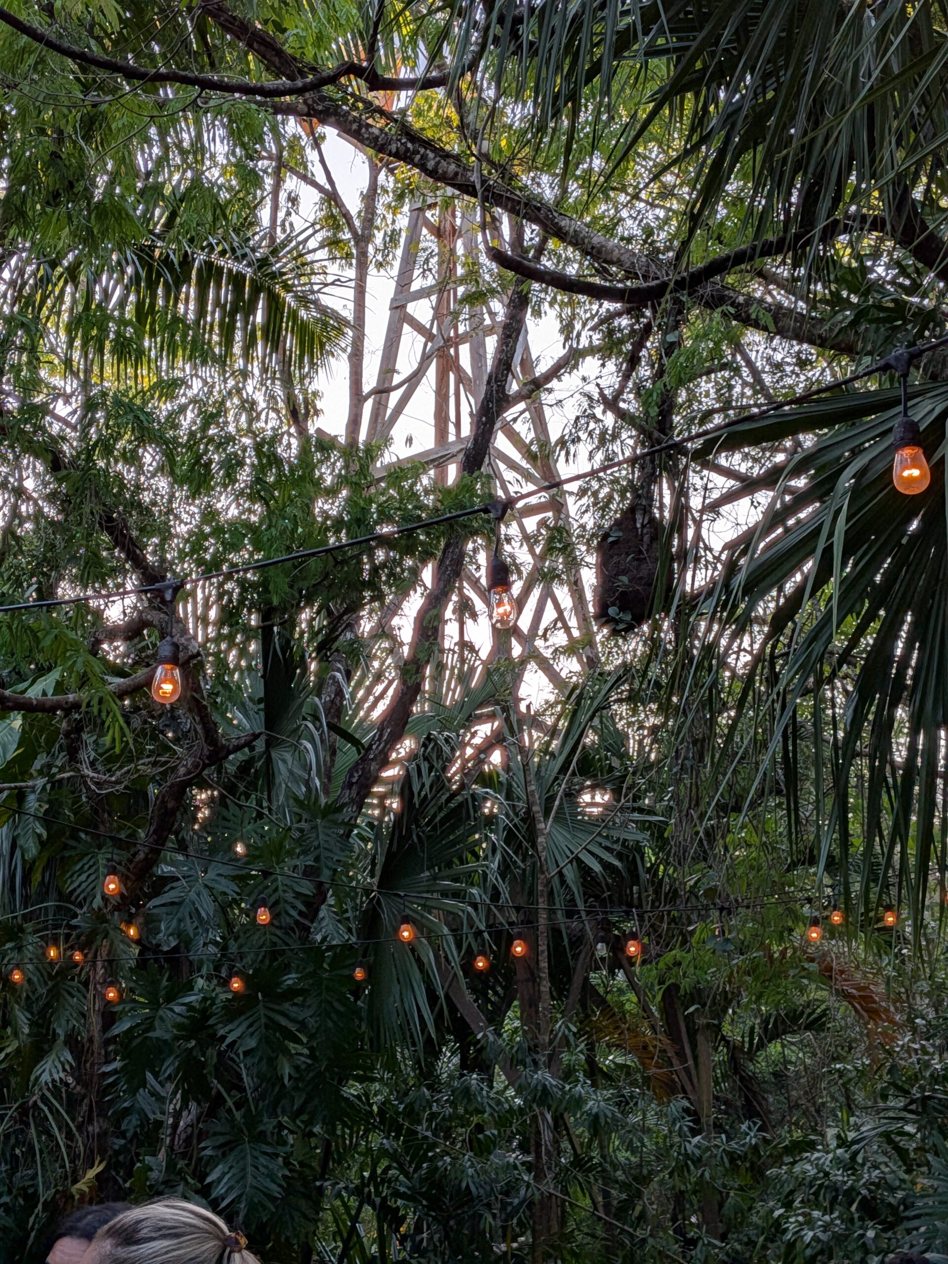 Google Pixel 9a hanging lights in jungle