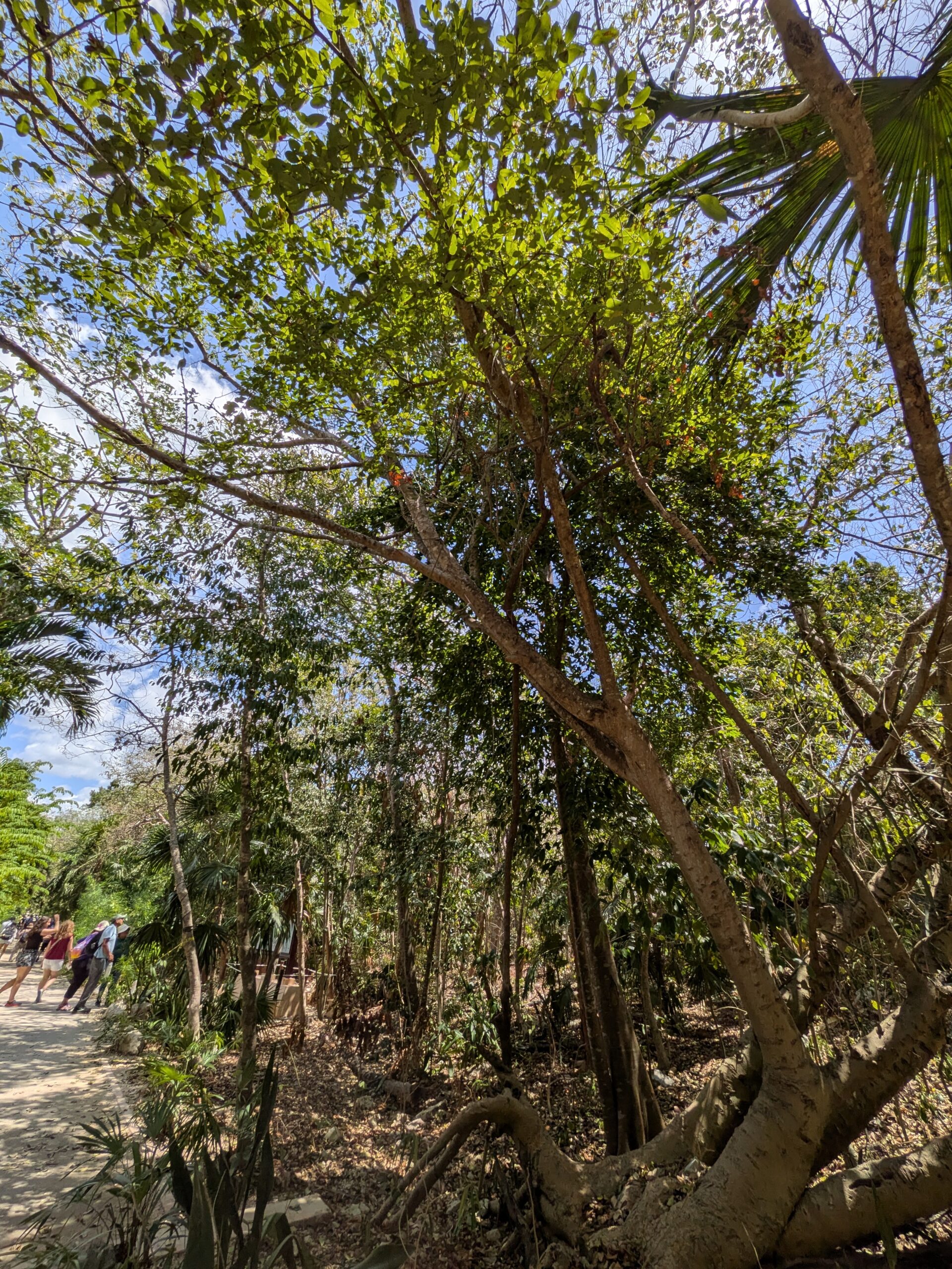 Google Pixel 9a jungle ultrawide