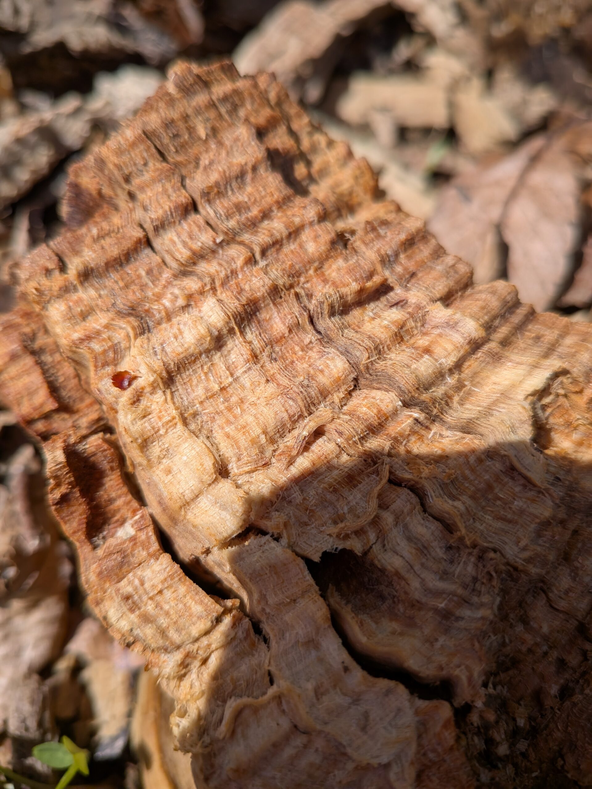 Google Pixel 9a wood macro