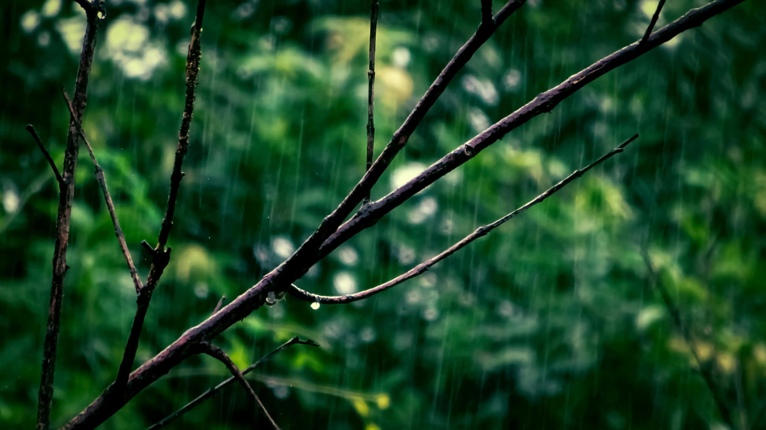 Nature Nature