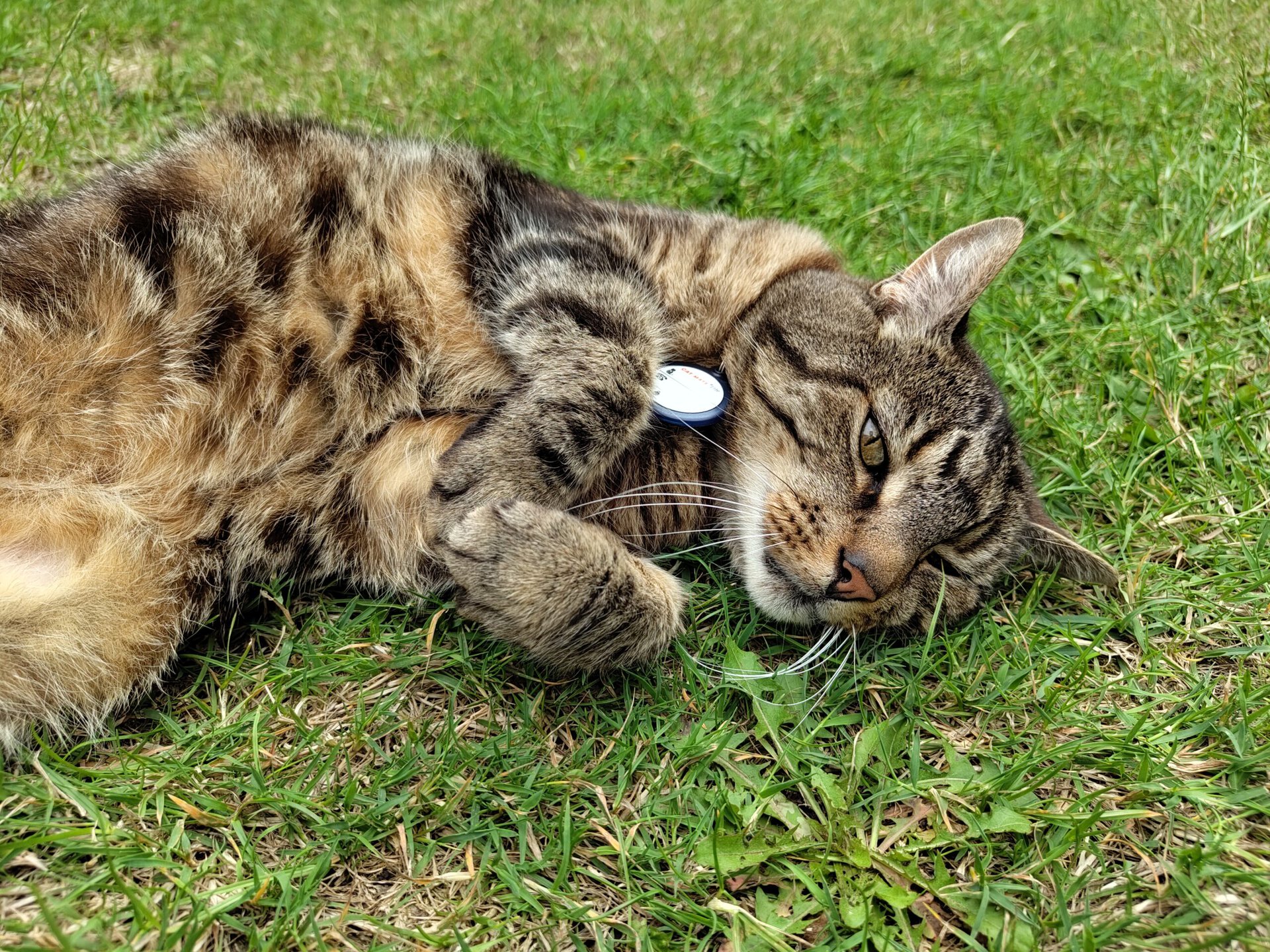 Nothing Phone 2 camera sample cat