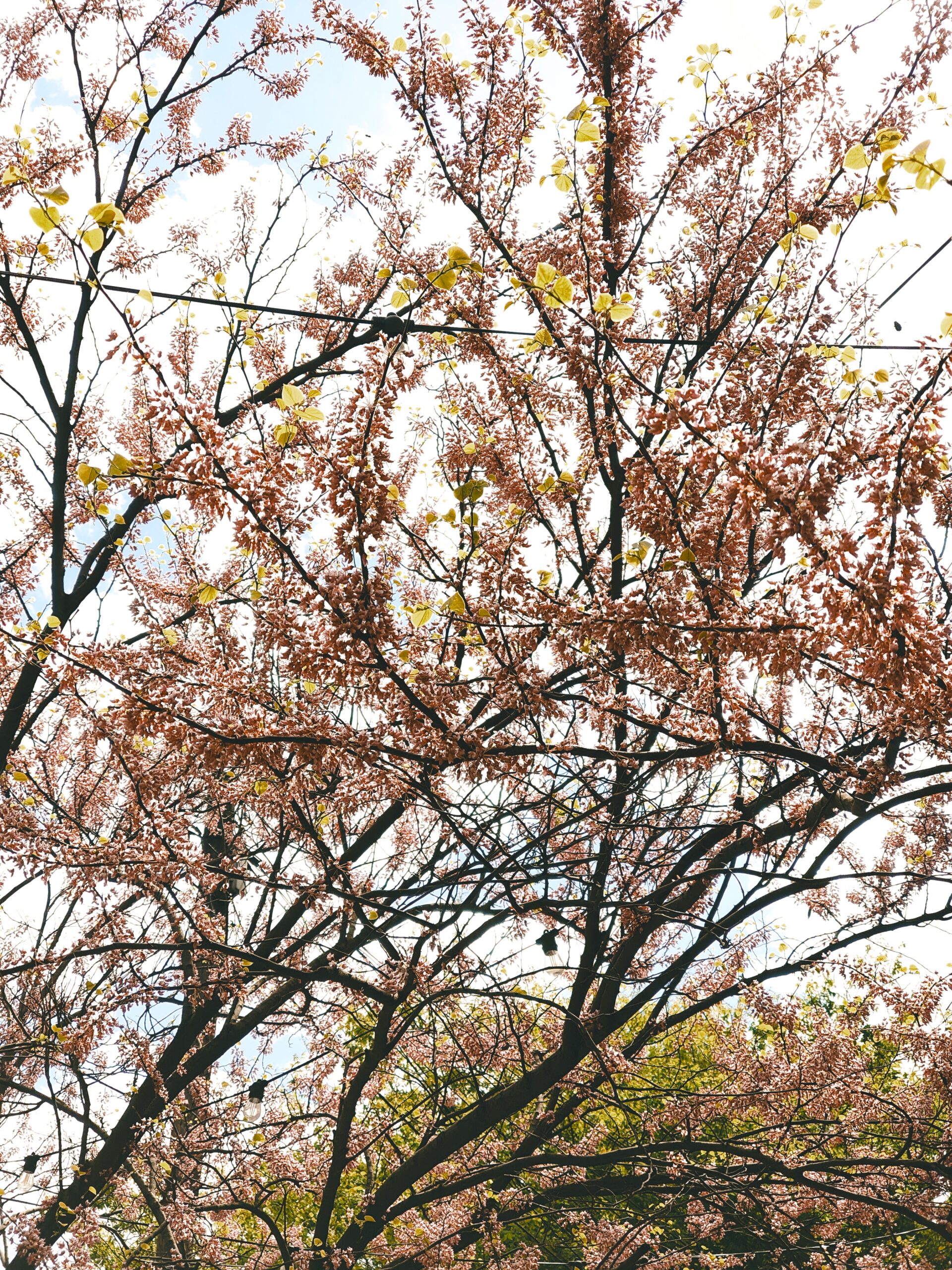 Nothing Phone 3a Cherry Tree LUT Bright