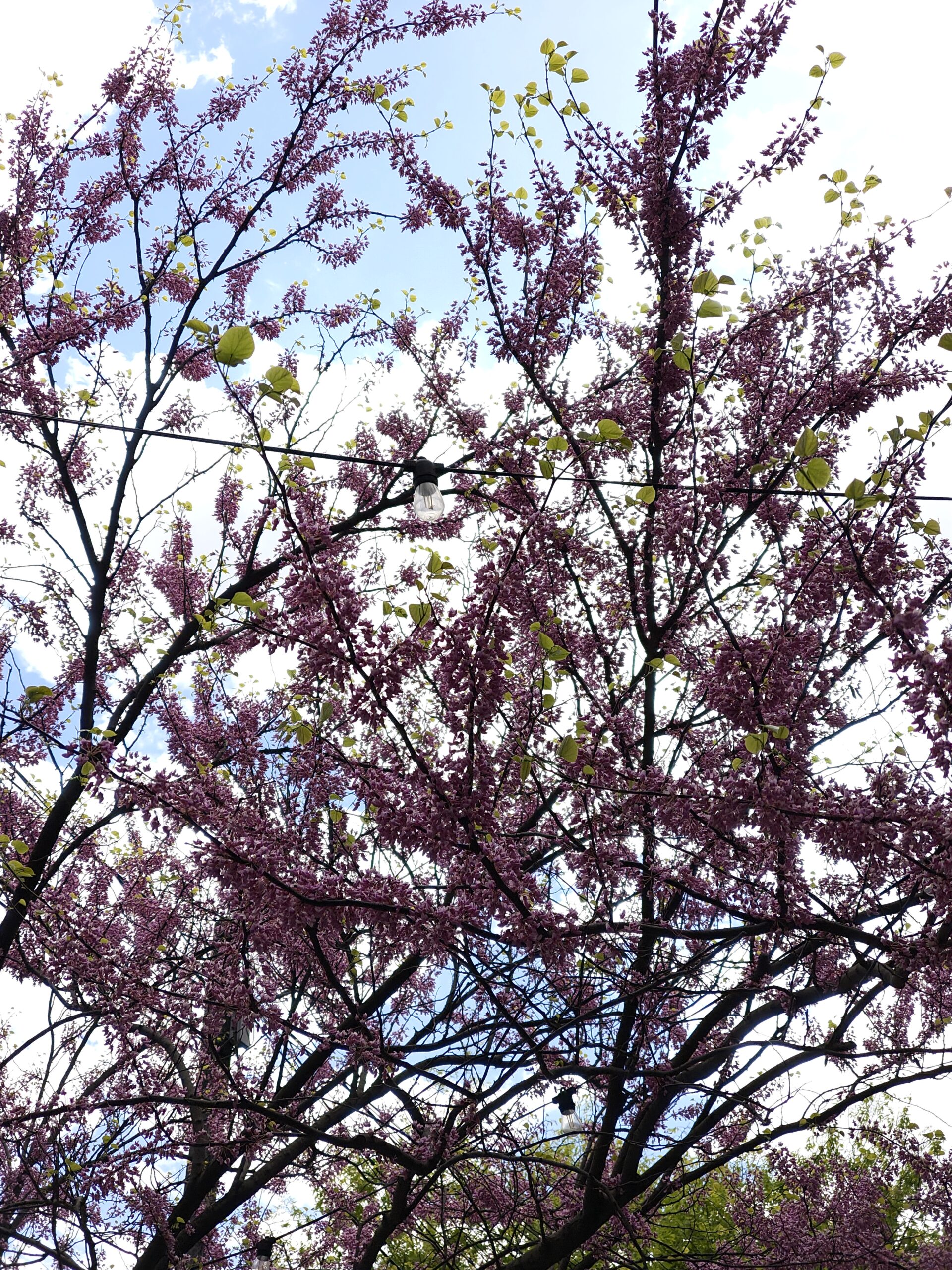 Nothing Phone 3a cherry tree original