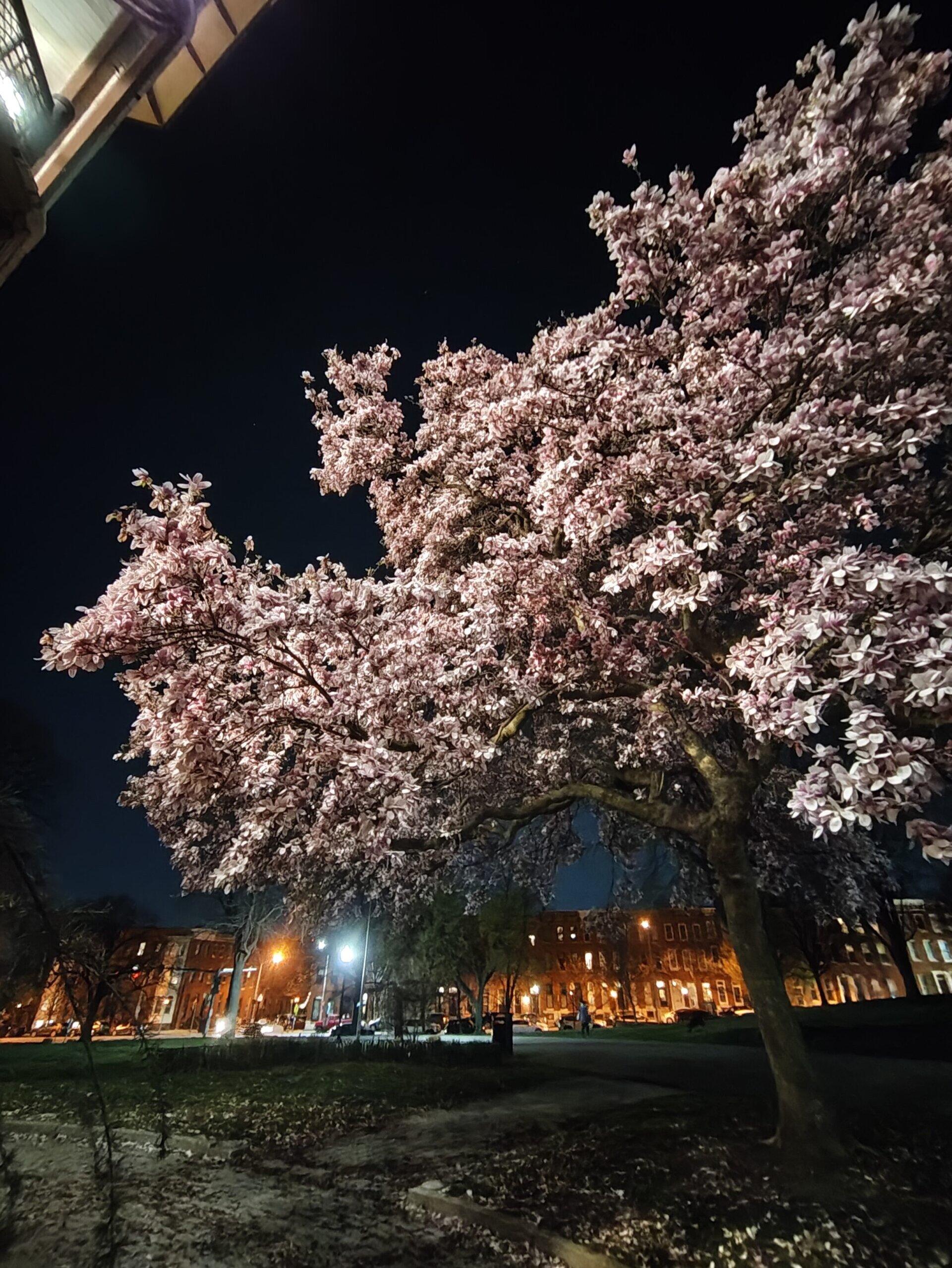 Nothing Phone 3a magnolia tree night mode ultrawide
