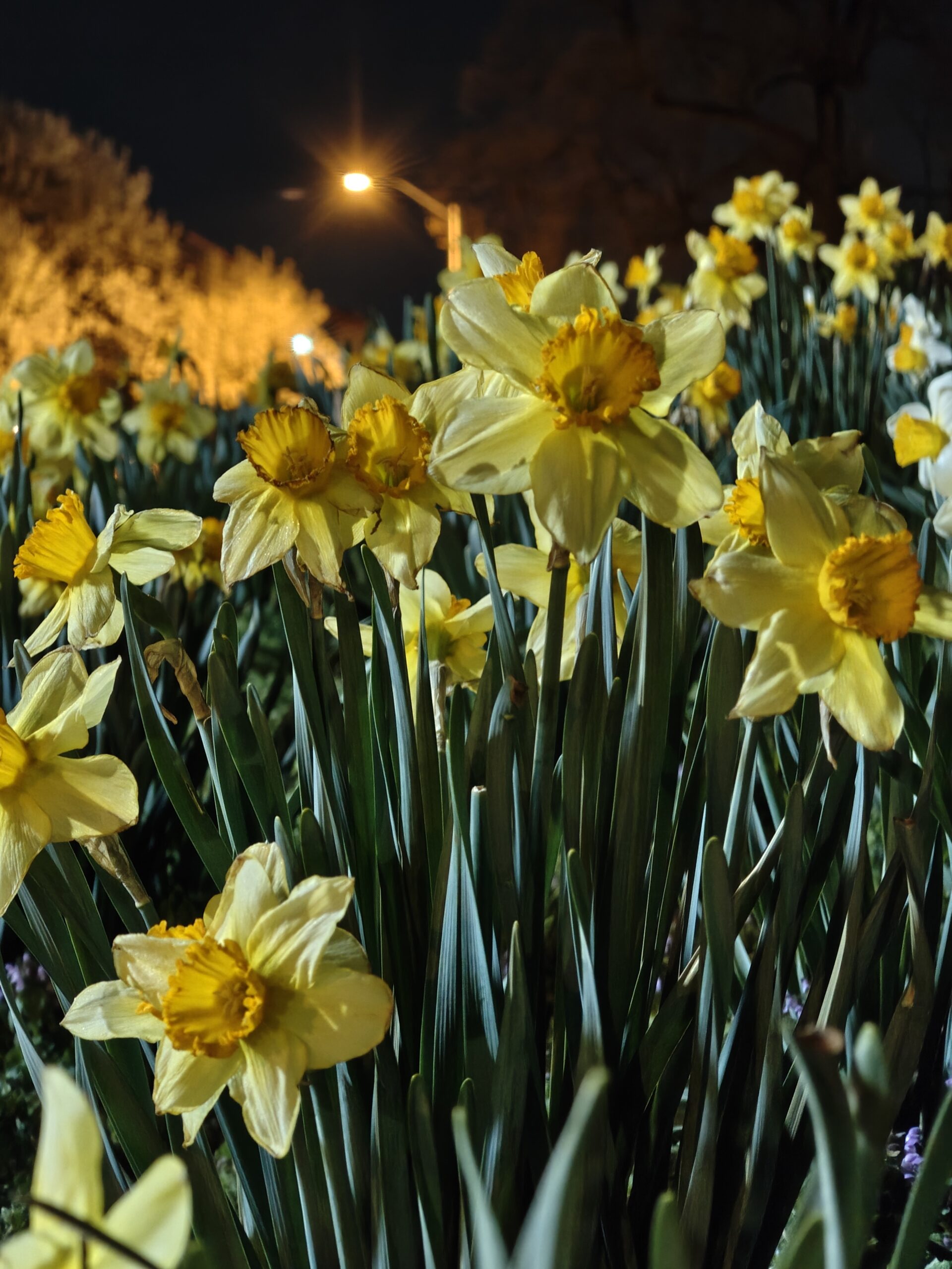 Nothing Phone 3a Pro night mode daffodils 3x zoom
