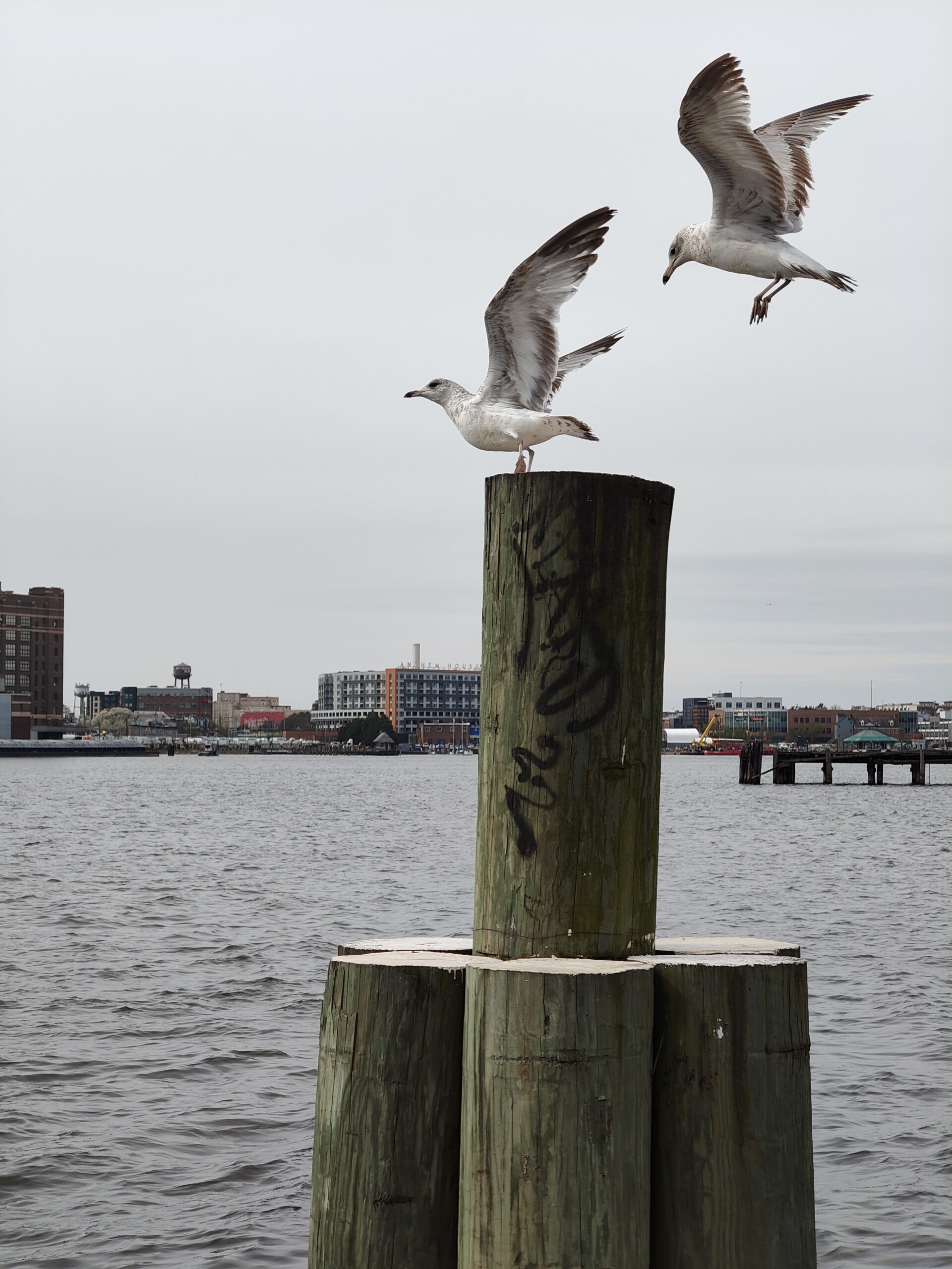 Nothing Phone 3a Pro seagulls 3x zoom