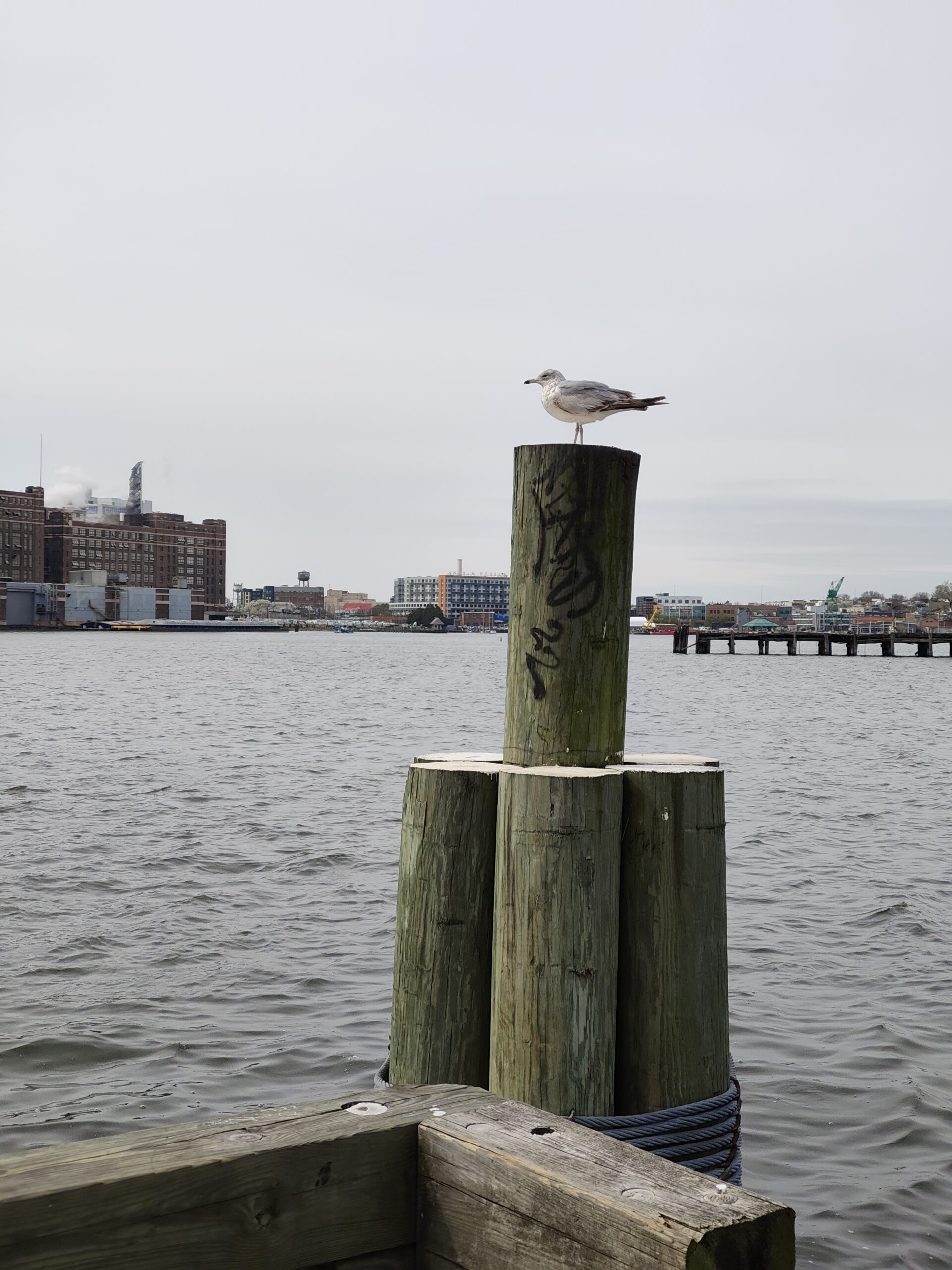 Nothing Phone 3a seagull 2x zoom