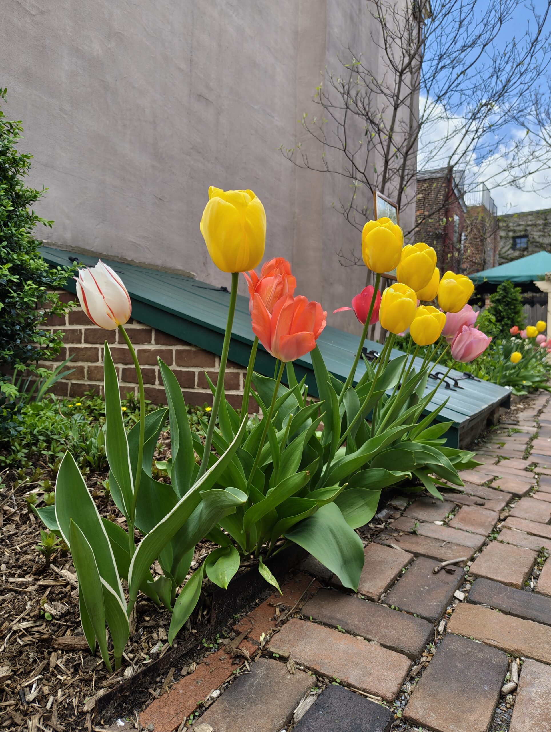 Nothing Phone 3a tulips original