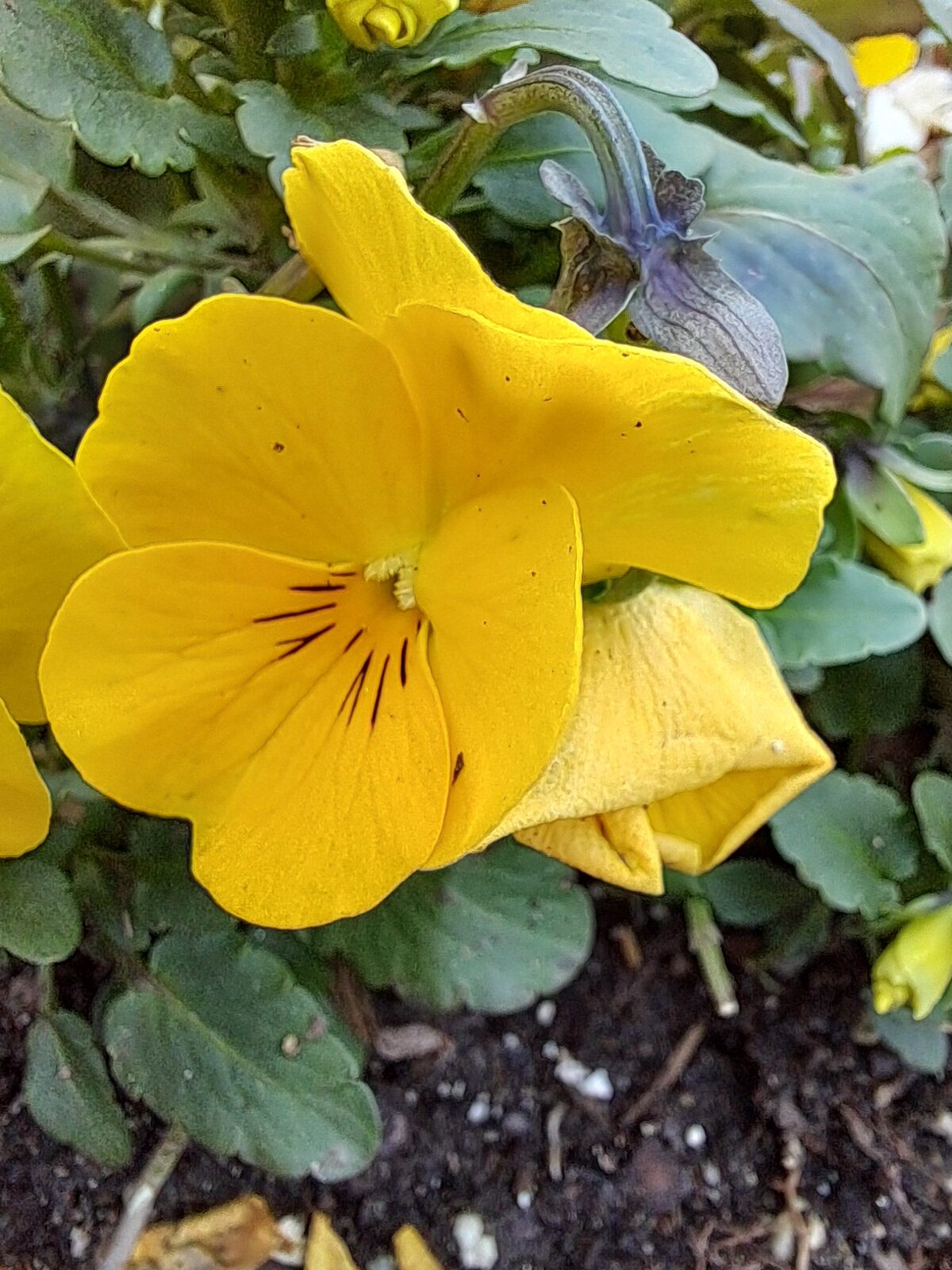 Samsung Galaxy A25 5G macro flower